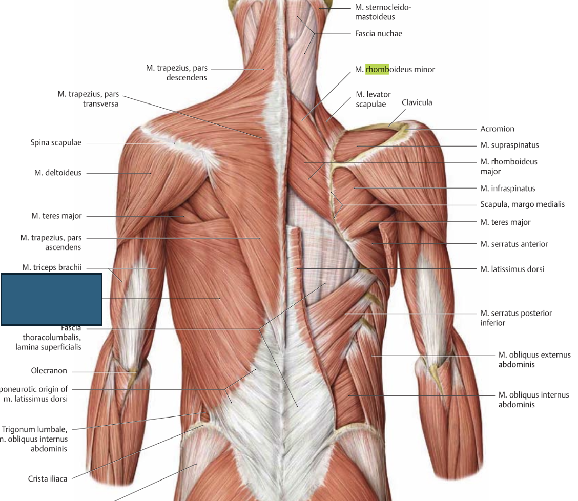 <p>m. latissimus dorsi → langetab suure jõuga tõstetud kätt, õleliigese retroflektsioon-aduktsioon-pronatsioon (taha keskele peopesa tahapoole)</p>