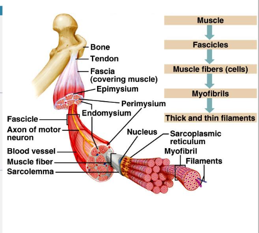 <p>CT sheaths </p><p>Epimysium</p><p>Perimysium</p><p>Endomysium</p>