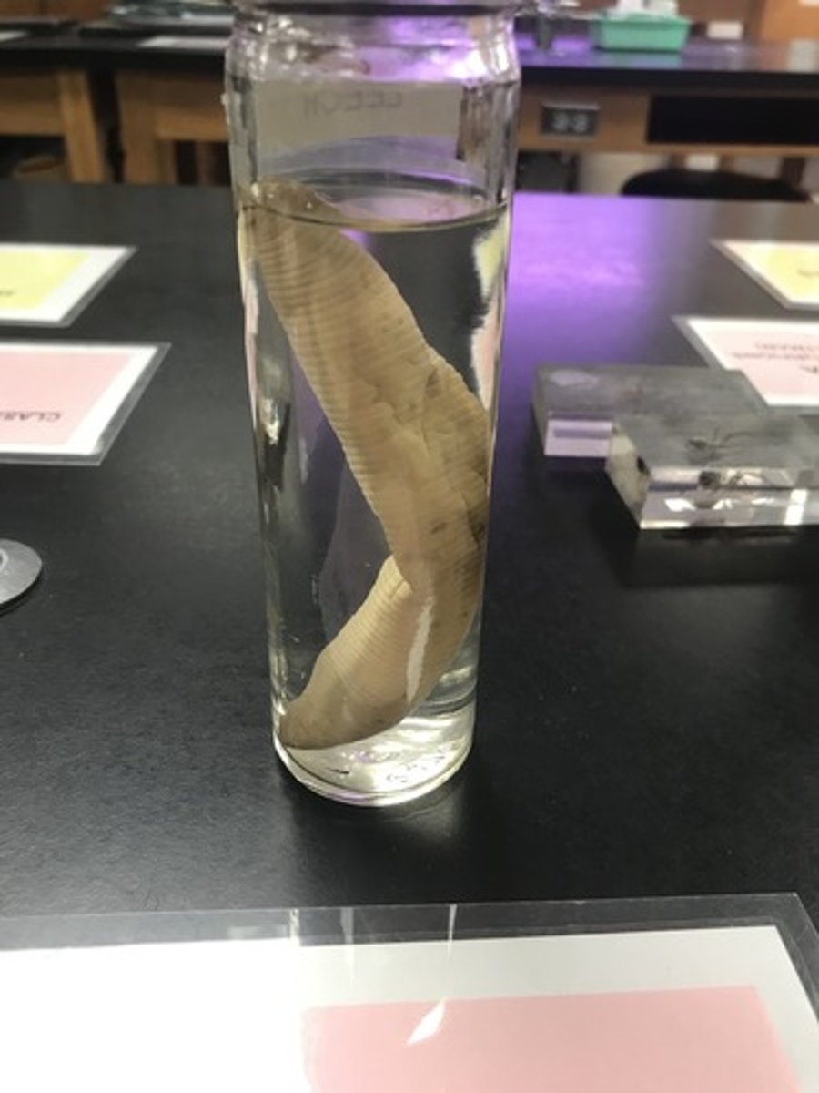 <p>For the following specimen(s), give the entire taxonomy and the name of the specimen(s)</p>
