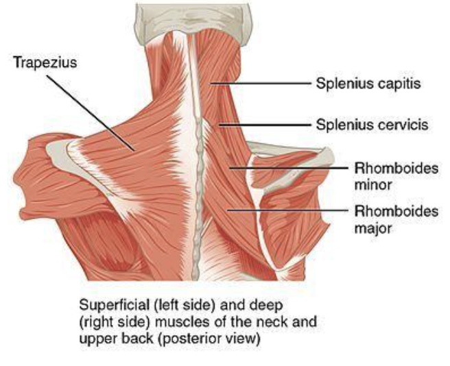<ul><li><p>Dorsal scapular nerve (C4, C5)</p></li></ul><p></p>