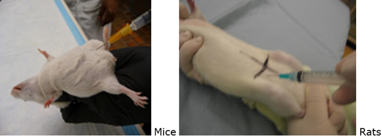 <p>Intraperitoneal (IP)</p>