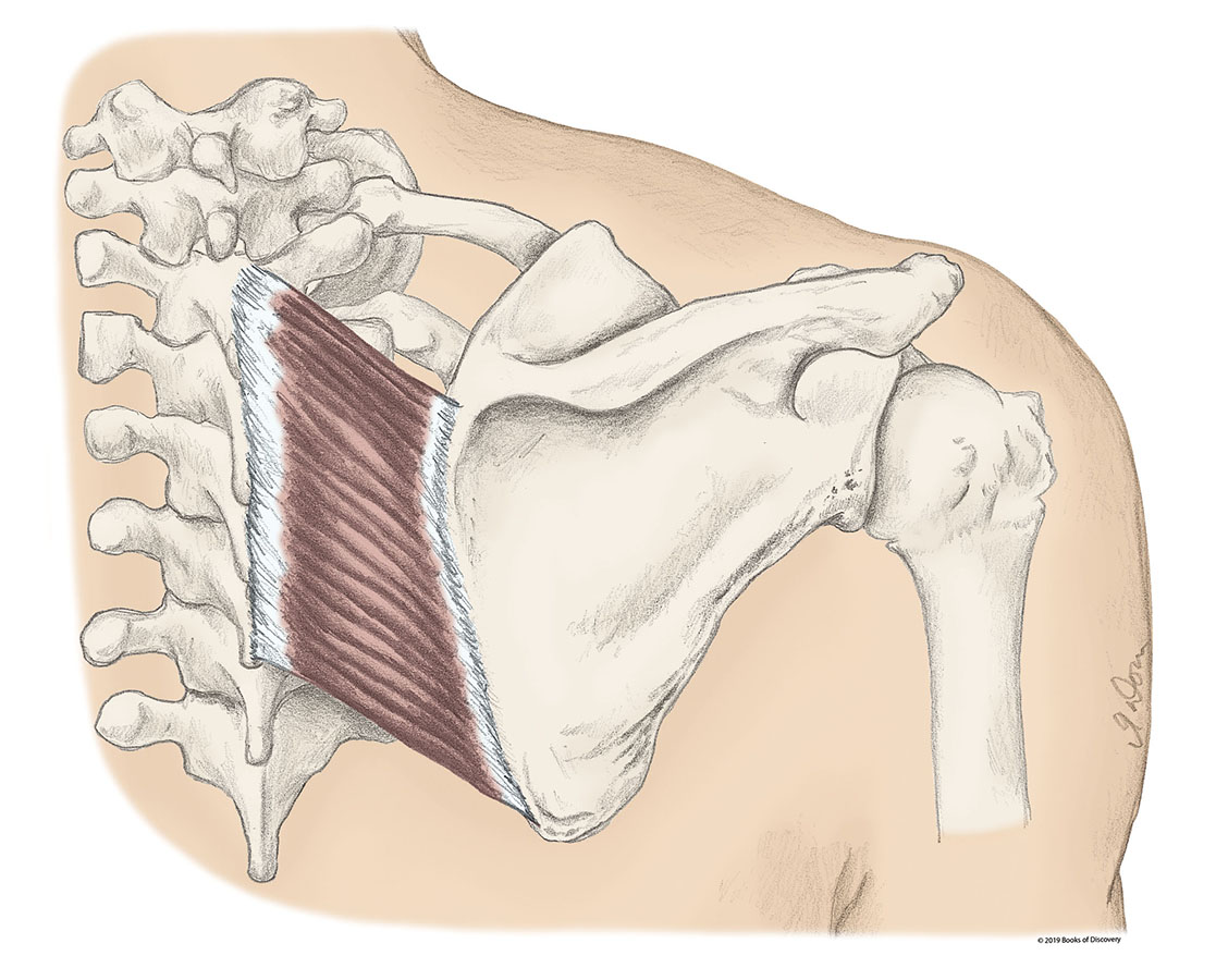 <p>Rhomboid Major </p>