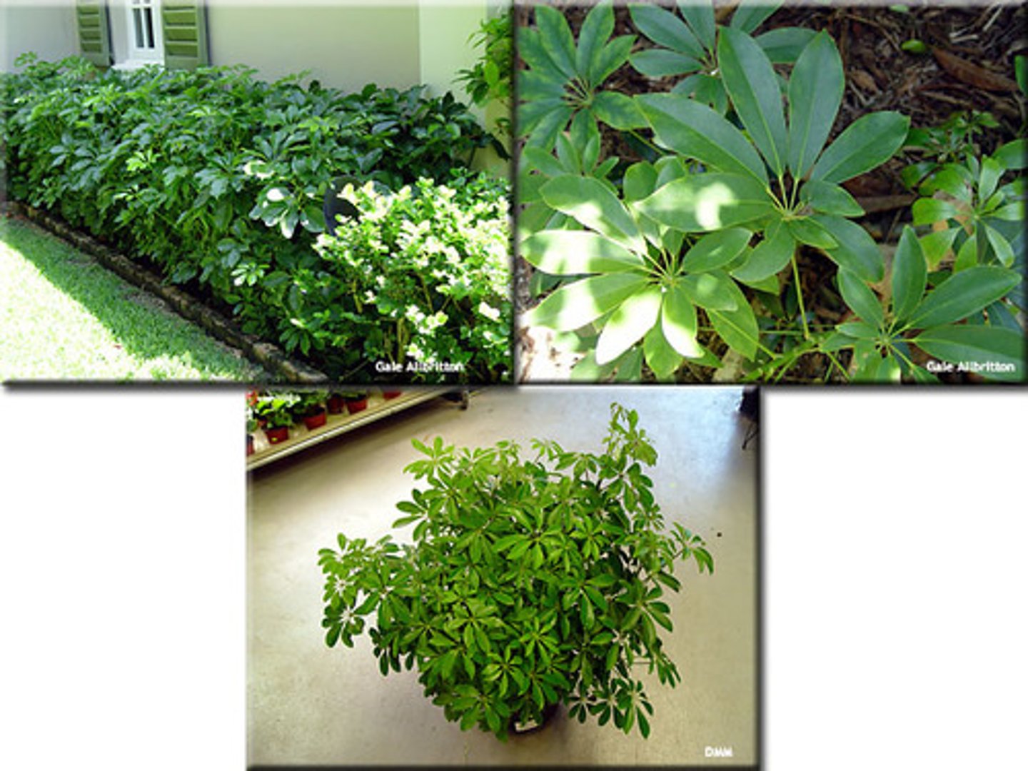 <p>Schefflera arboricola</p>