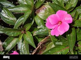 <p><span>Herbaceous annual with simple green leaves and brightly colored flowers in various colors. Used for bedding and containers.</span></p>