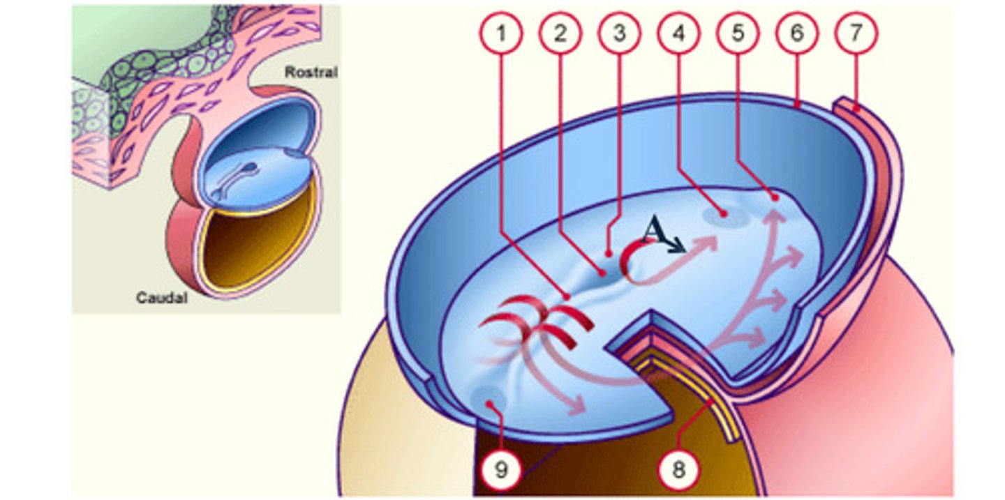 <p>As a result of the cell migrations, the notochord/ mesoderm completely __ the ectoderm from endoderm, except in the prochordal (4) and cecal (9) plates.</p>