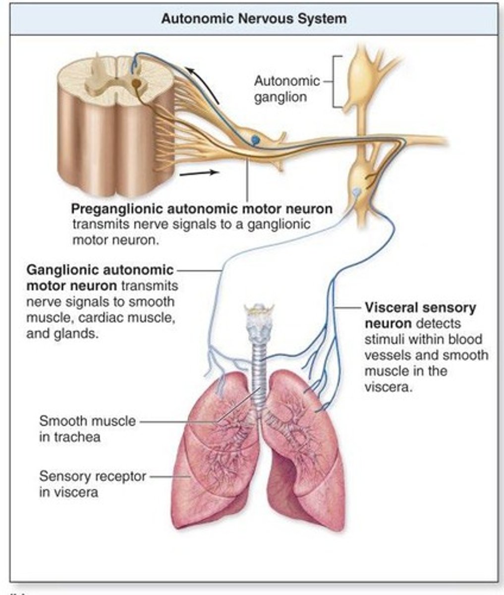 <p>Efferent nervous system.</p>