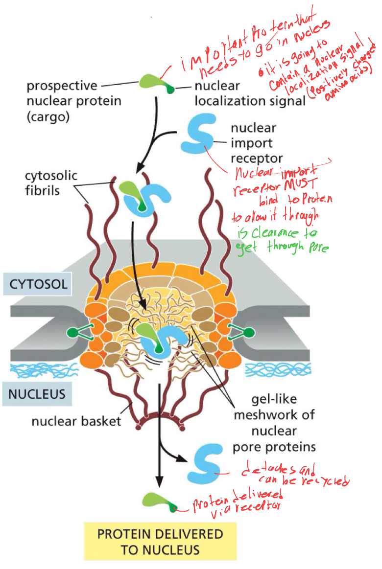 <p>the nuclear import receptor, must bind to the protein as clearance into the nucleus, </p><p>and once it gets through it detaches and can be recycled for the next protein. </p><p>and protein is now delivered inside nucleus </p>