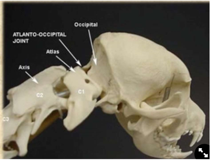 <ul><li><p>Cervical vertebrae (in the neck) have become modified</p></li><li><p>Axis (C2) has become enlarged</p></li><li><p>Is connected to Atlas (C1) that is also connected to the skull</p><p>→ are able to<strong> rotate head</strong></p></li></ul>