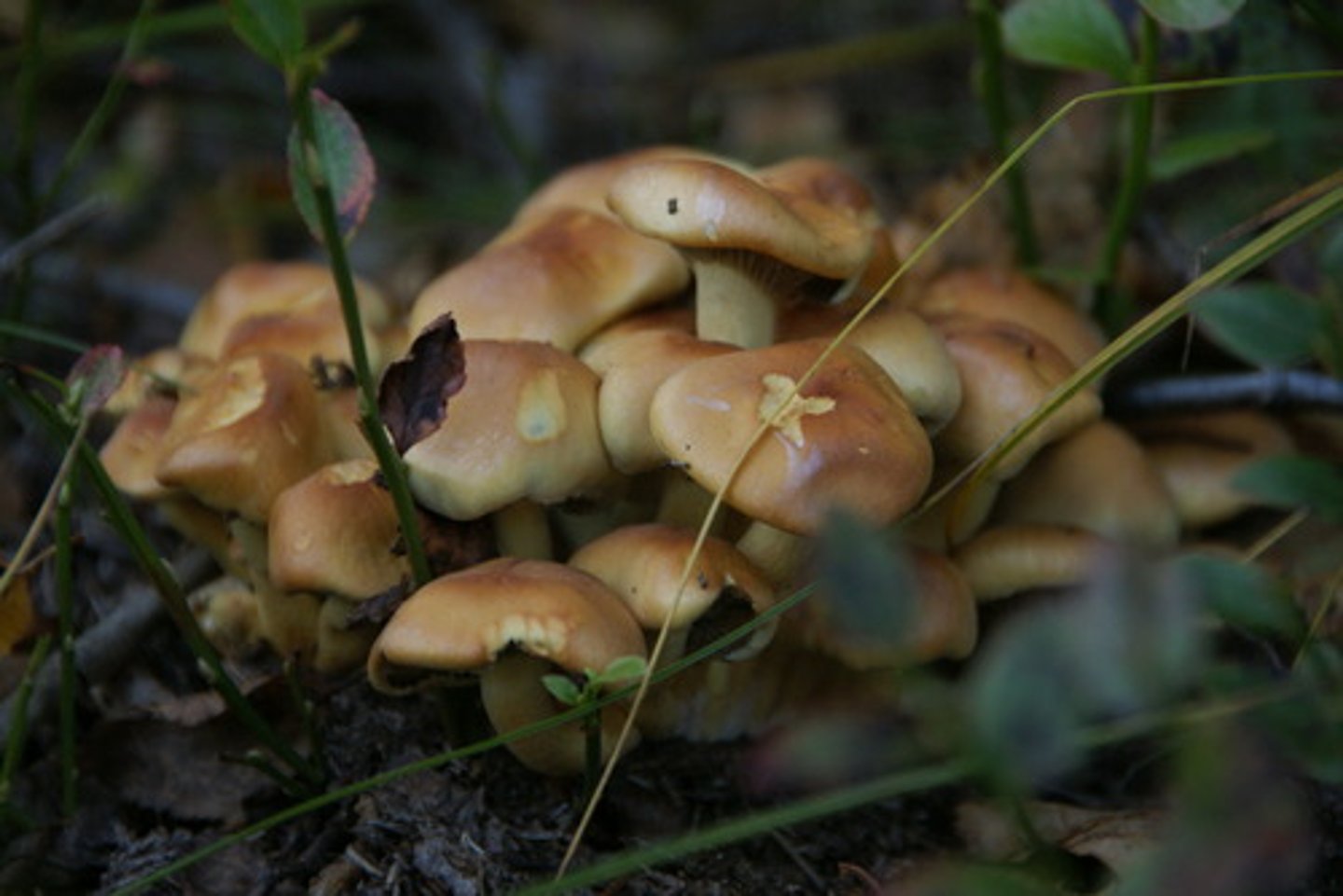 <p>på höstarna / om höstarna</p>
