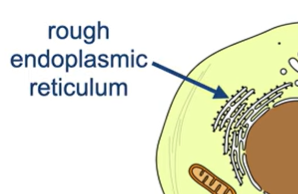 <p>They’re translated on a <mark data-color="red" style="background-color: red; color: inherit;">ribosome attached to</mark> the <mark data-color="red" style="background-color: red; color: inherit;">rough endoplasmic reticulum</mark></p>