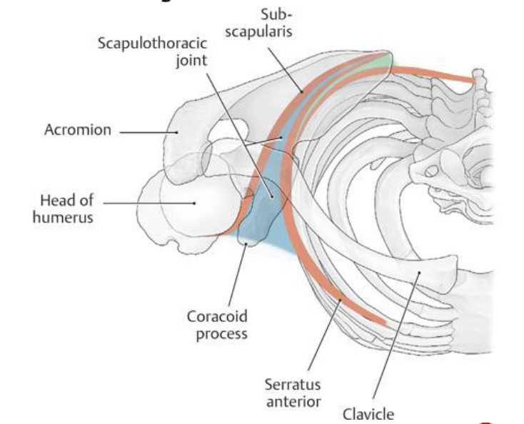 <p>a physiological joint</p><ul><li><p>no direct contact between scapula and thorax</p></li><li><p>scapula glides on thorax instead</p></li></ul><p></p>