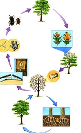 <p>Ceratocystis fagacearum cont.</p>