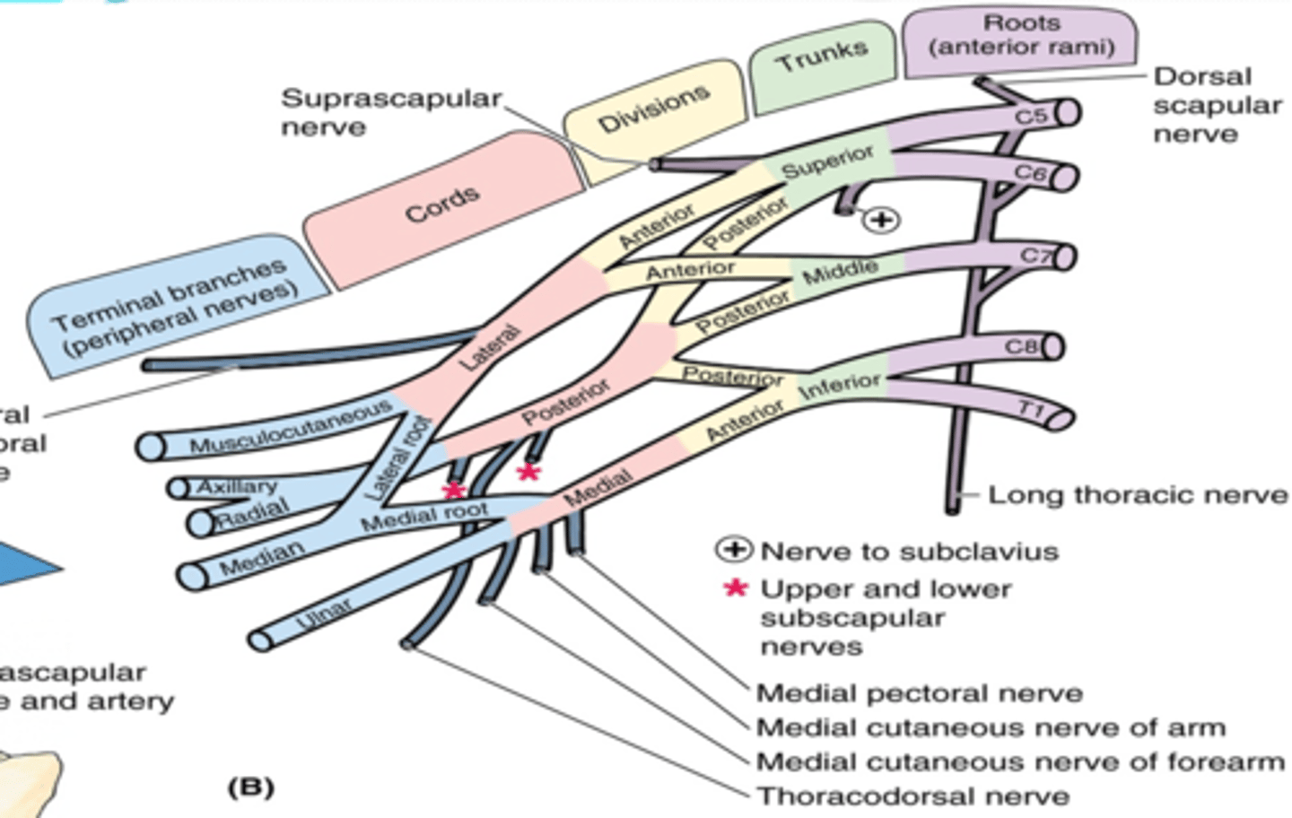 <p>form 2-4 inches of the lateral border of pectoralis minor m.</p><p>-Trunk branches</p><p>-Root branches</p><p>-Lateral cord branches</p><p>-Medial cord branches</p><p>-posterior cord branches</p><p>-posterior cord terminal branches</p><p>-lateral cord terminal branches</p><p>-medial cord terminal branches</p><p>-medial and lateral cord branches</p>