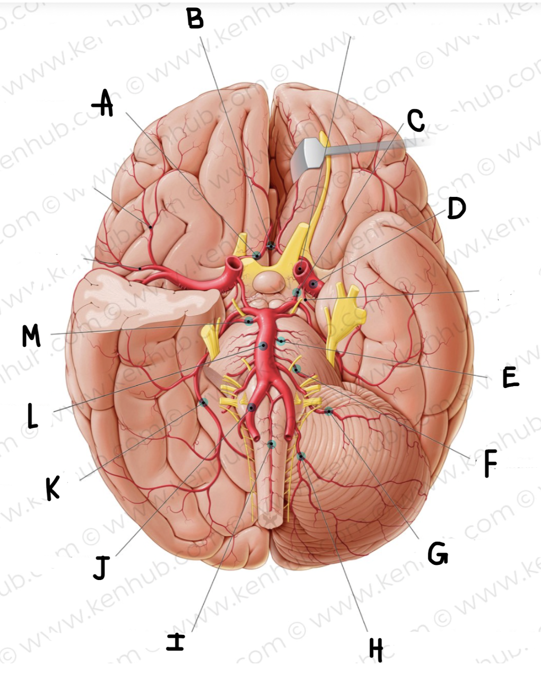 <p>What is the name of the artery labeled E?</p>