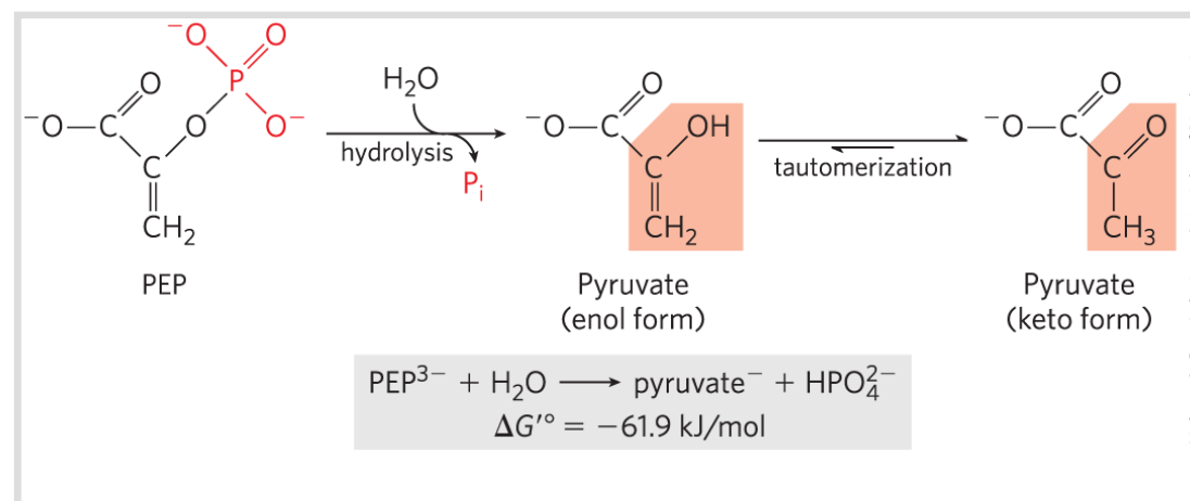 <p>Phosphoenolpyruvate ; PEP</p>