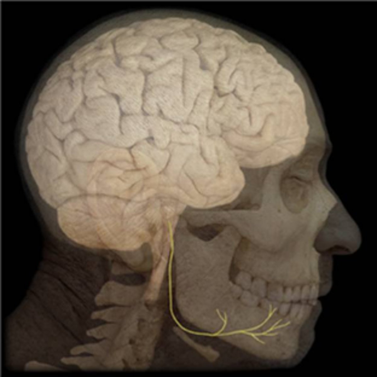 <p>ID CN XI</p>
