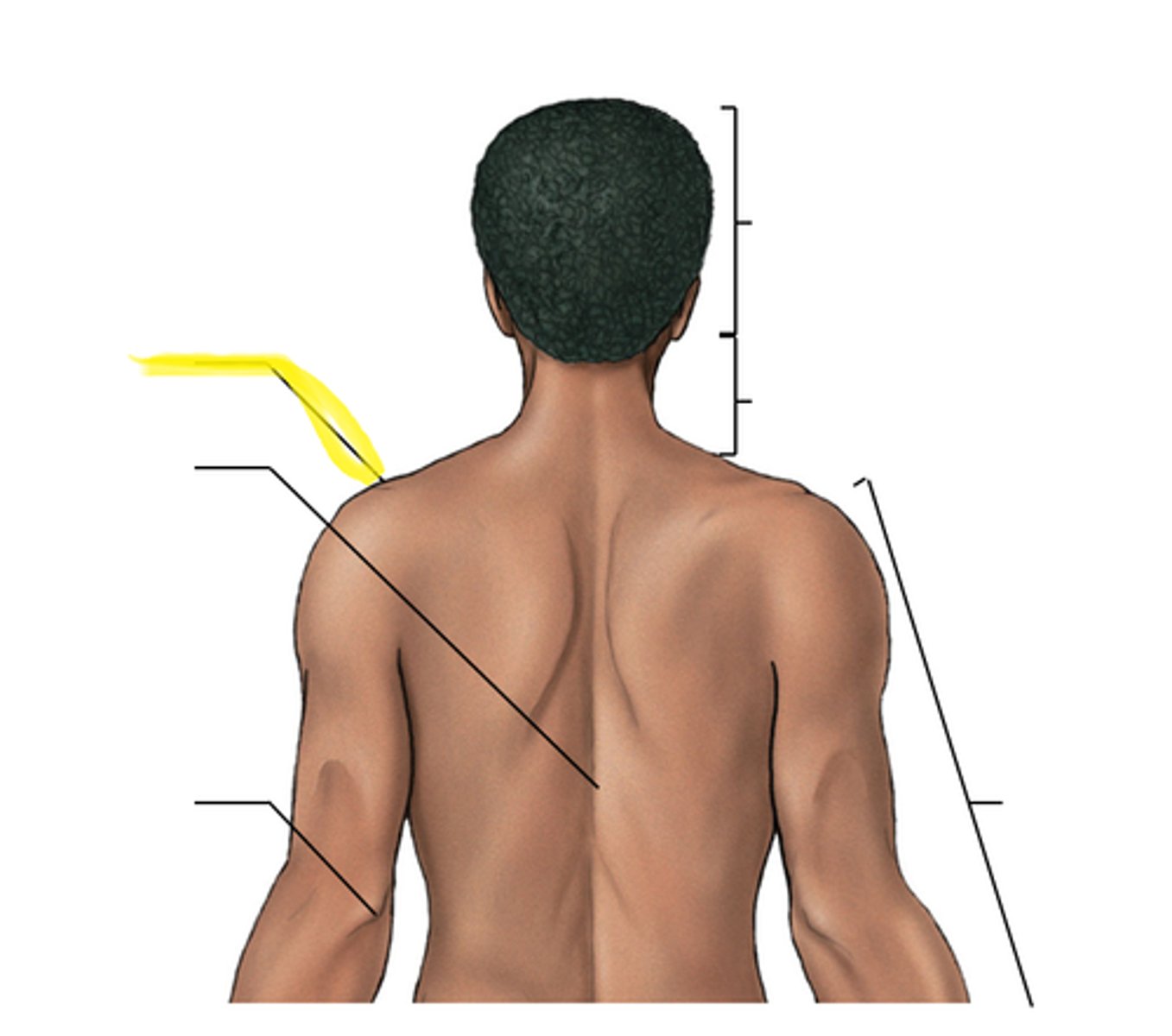 <p>Label the yellow line</p>