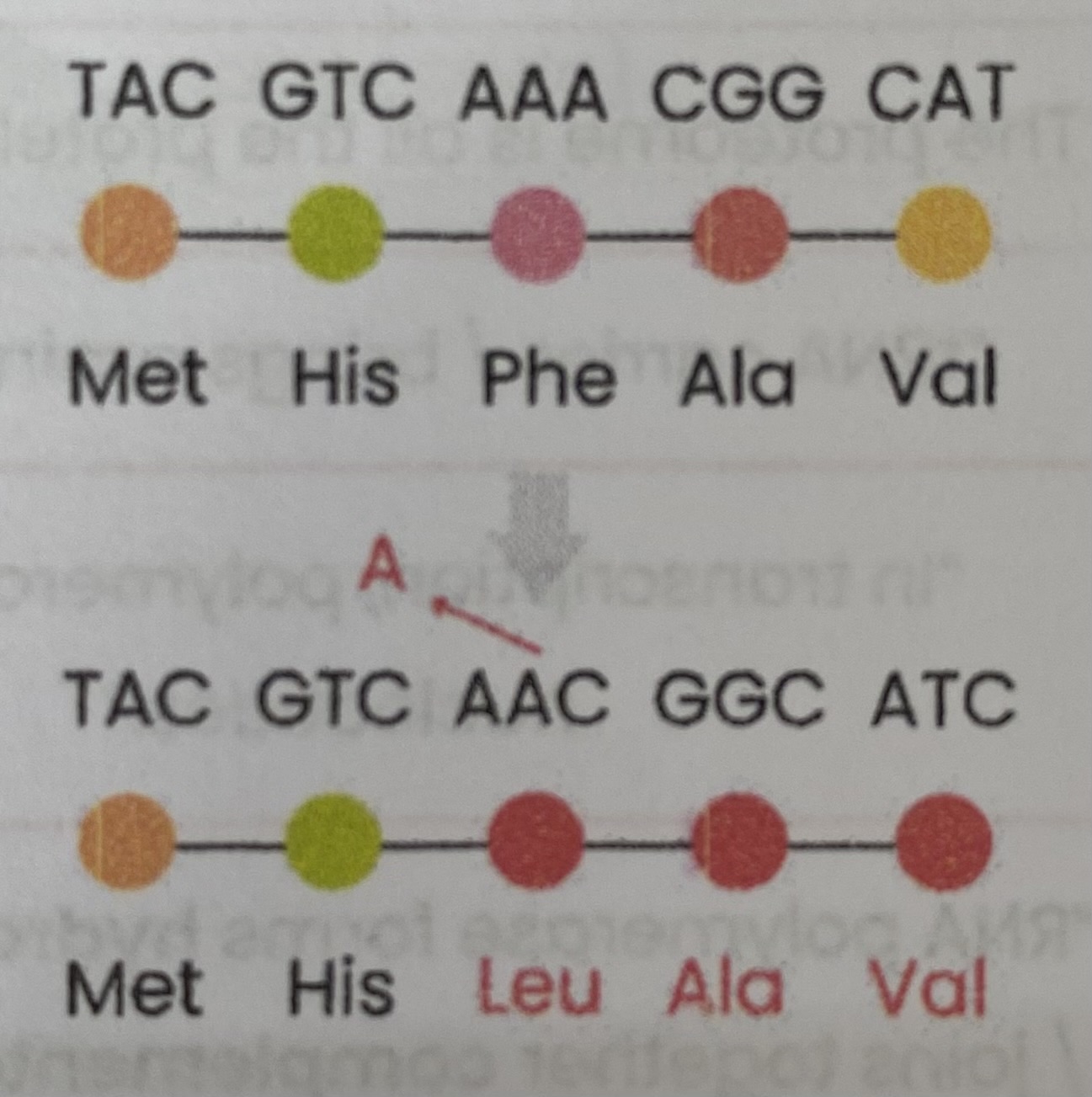 <ol><li><p>One nucleotide/ base <strong>removed </strong>from DNA sequence</p></li><li><p>Changes sequence of <strong>DNA triplets from point of mutation</strong> (frameshift)</p></li><li><p>Changes sequence of<strong> mRNA codons</strong> after point of mutation</p></li><li><p>Changes sequence of <strong>amino acids</strong> in primary structure of polypeptide </p></li><li><p>Changes position of <strong>hydrogen/ ionic/ disulphide bonds</strong> in tertiary structure of protein</p></li><li><p>Changes <strong>tertiary structure</strong>/ shape of protein </p></li></ol><p></p>