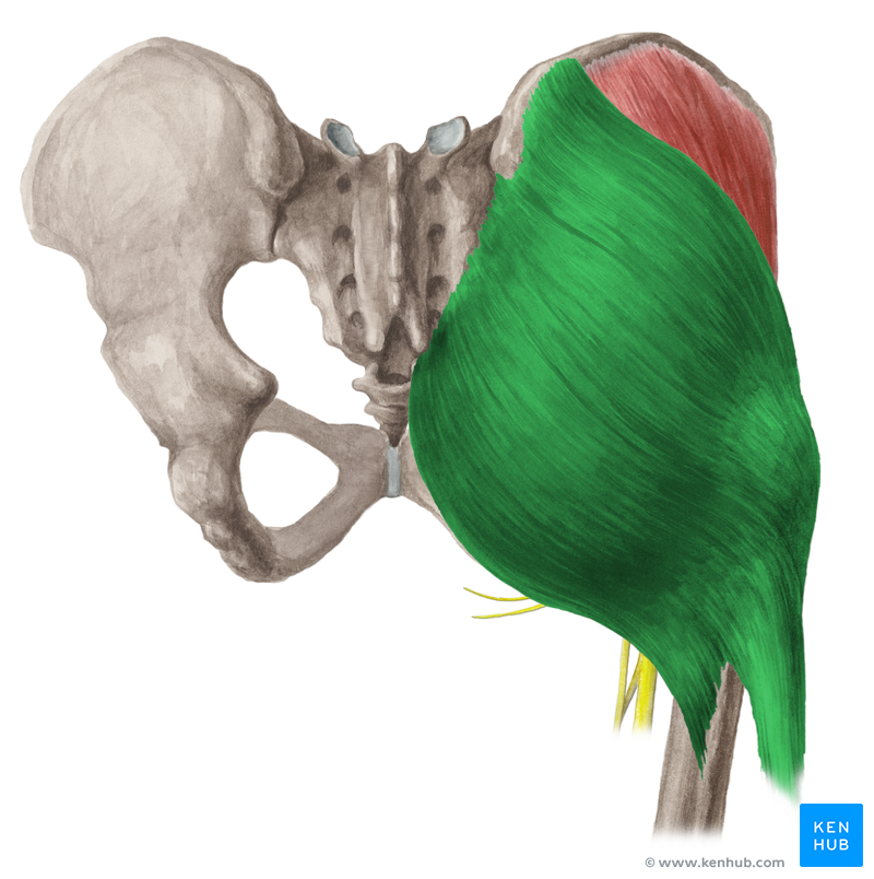 <p>gluteal surface of ilium</p>