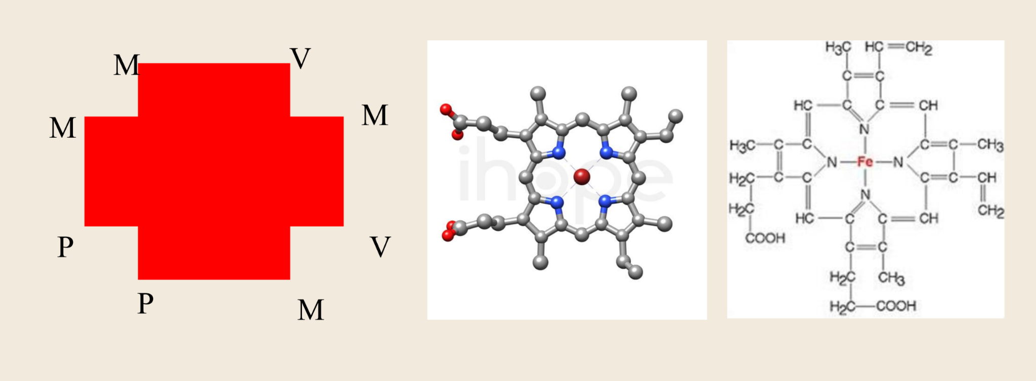 <p><strong>Xét cấu trúc của vòng protoporphyrin IX – nhóm ngoại của hemoglobin – các nhóm thế gắn vào 4 vòng pyrol theo thứ tự theo chiều kim đồng hồ là:</strong></p><p><span style="color: #000000">A. M – V – M – V – M – P – P – M</span></p><p>B. M – M – V – V – P – P – M – M</p><p>C. M – V – V – M – P – M – P – M</p><p>D. M – V – M – P – P – V – M – M</p>