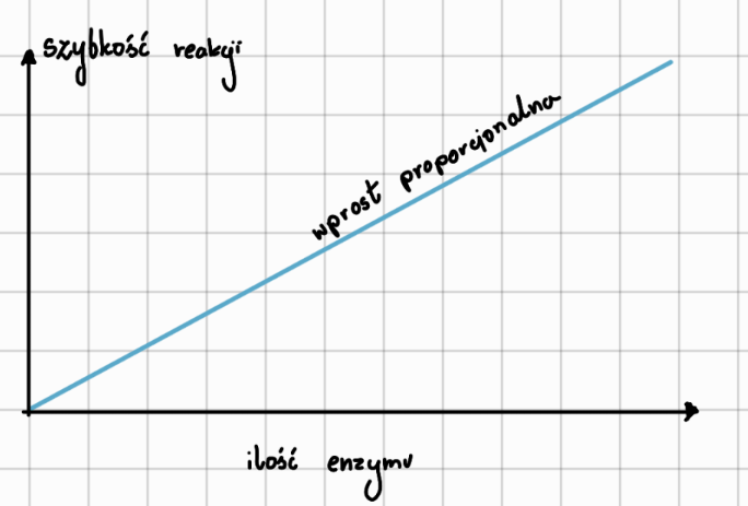 <p>Jest ona wprost proporcjona. Wraz ze zwiększaniem ilości enzymu, szybkość reakcji się zwiększa</p>