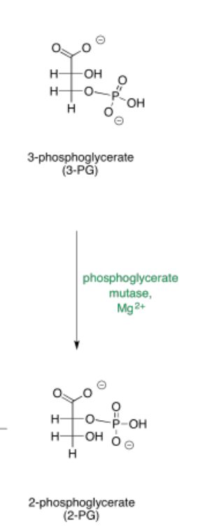<p><span>Phosphoglycerate mutase</span></p><p>3-phosphoglycerate (3PG) to 2-phosphoglycerate (2PG)</p>