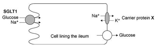 <p>The action of the carrier protein X in Figure 1 is linked to a membrane-bound ATP hydrolase enzyme. </p><p>Explain the function of this ATP hydrolase. (2 marks)</p>