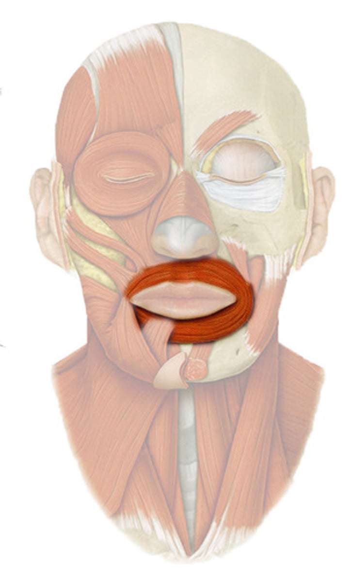 <p>Origin: Maxilla, mandible </p><p>Insertion: Lips </p><p>Action: Compresses, purses lips </p>