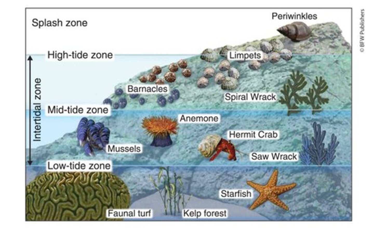 <p>Daily shifts in sunlight, temperature, and water exposure require tolerance to desiccation and wave impact.</p>