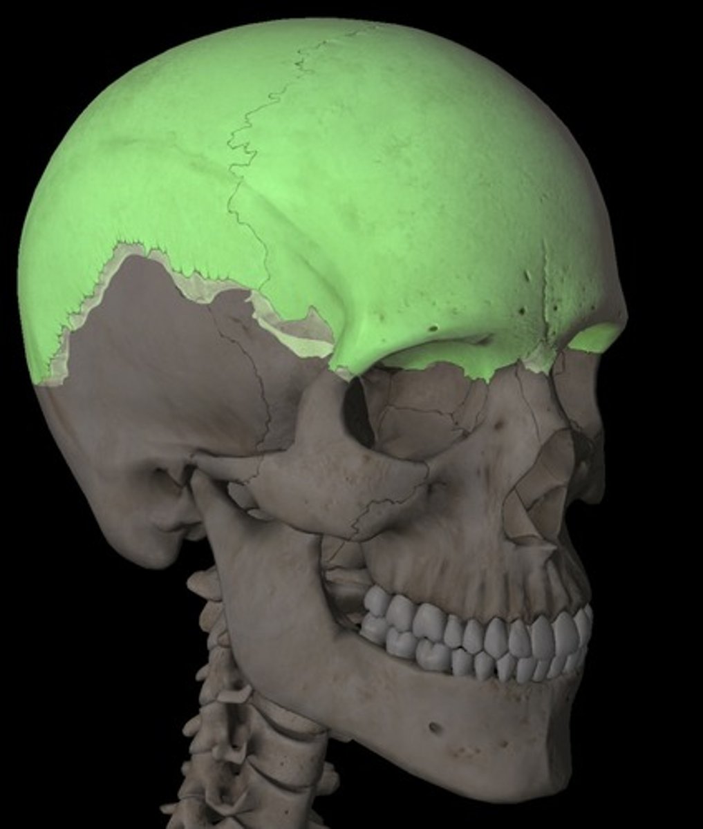 <p>structure</p><p>top of skull / skull cap (removal of the skull)</p>