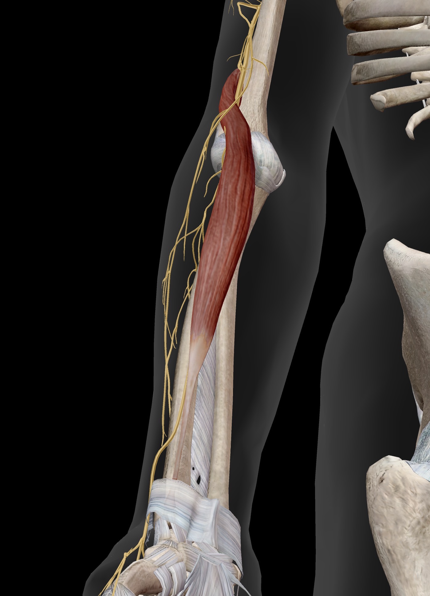 <p>Brachioradialis</p><p>O: Lateral, distal humerus</p><p>l: Styloid process of radius</p><p>A: Flexion of the forearm at the elbow, especially at “neutral” pronation/supination. “beer-drinking muscle”</p><p>IN: Radial nerve (C5-C8, T1)</p><p><em>synergist to biceps brachii and brachialis for elbow flexion</em></p>
