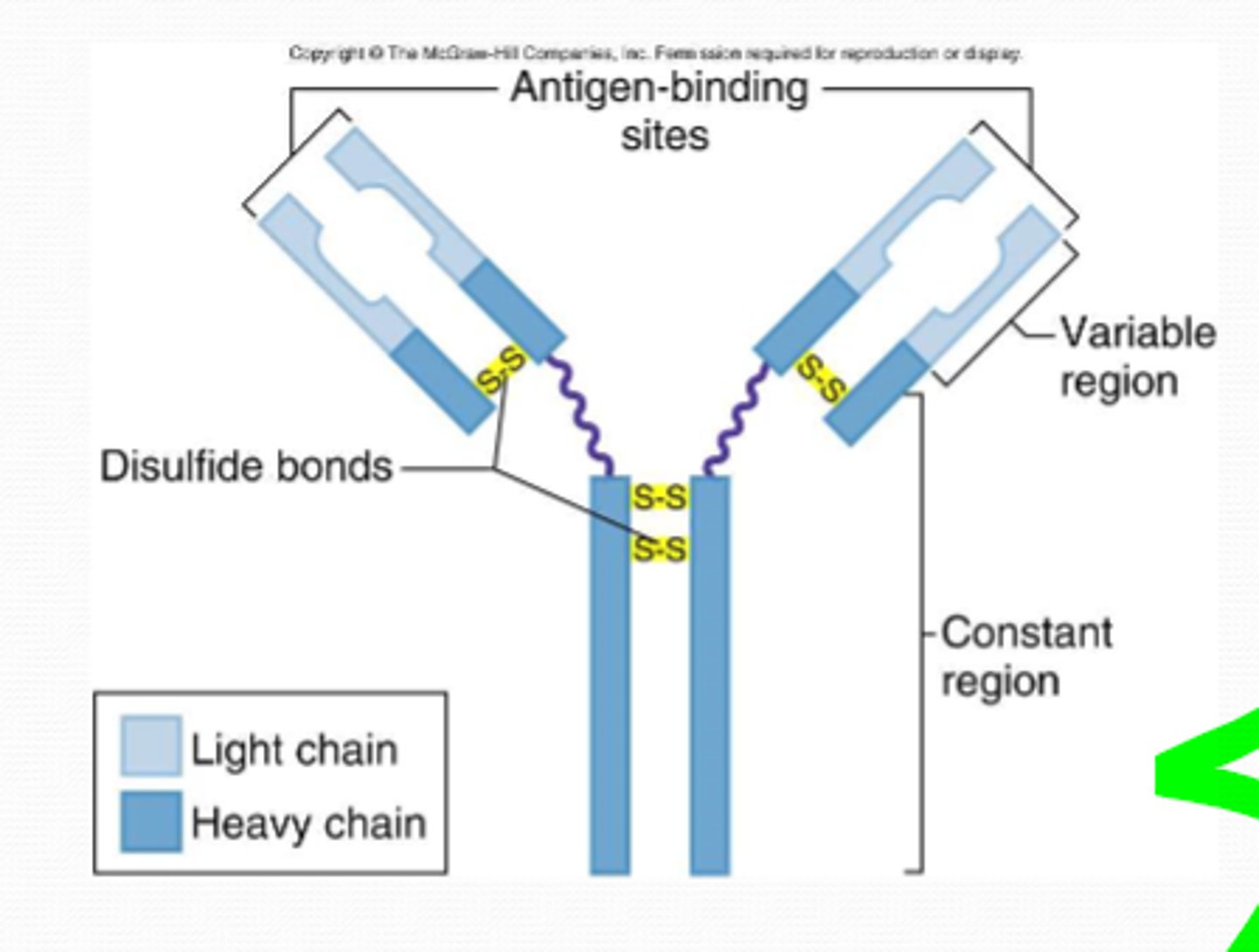 <p>- Y-shaped proteins</p><p>- 4 polypeptide chains, held by disulfide bridges</p><p>- constant region = same in ALL antibodies (bind to receptors on immune system cells)</p><p>- variable regions = site where antibody binds to specific antigen (forming antigen-binding sites)</p><p>- 'heavy' chains = 2x longest chains</p><p>- 'light' chains = 2x shortest chains</p>