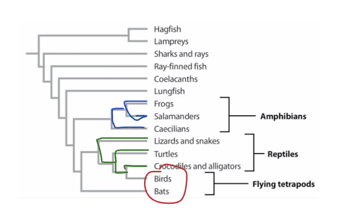 <p>does not include the common ancestor.</p><ul><li><p>members share trait that evolved independently by convergent evolution</p></li></ul><ul><li><p>red</p></li><li><p>Ex":&nbsp;<span style="background-color: inherit; line-height: 19.55px; color: windowtext;">Flying tetrapods includes bats and birds: cut out individual species and leaving ancestor out</span><span style="line-height: 19.55px; color: windowtext;">&nbsp;</span></p></li></ul><p></p>