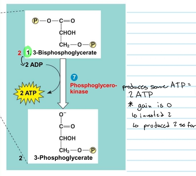 <p>glycolysis - step 7</p>