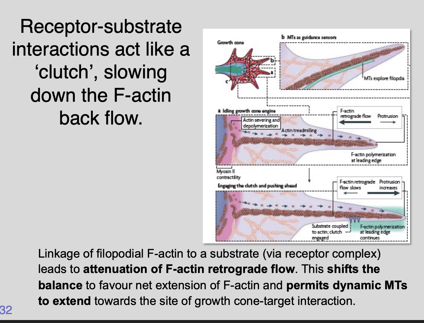 <ul><li><p>Some have been found to interact directly with the cytoskeleton</p></li><li><p>e.g Neural Cell Adhesion Moelcule (NCAM) isofroms 140 and 180 are associated with alpha-actinin and tubulins</p></li></ul><p></p><p><em>The numerous proteins nucleate, stbilise fragment, cap and crosslink actin filaments and microtubules</em></p><ul><li><p>the activities and localisation of these proteins can be regulated through receptors on the growth cone surface</p></li></ul><p></p>