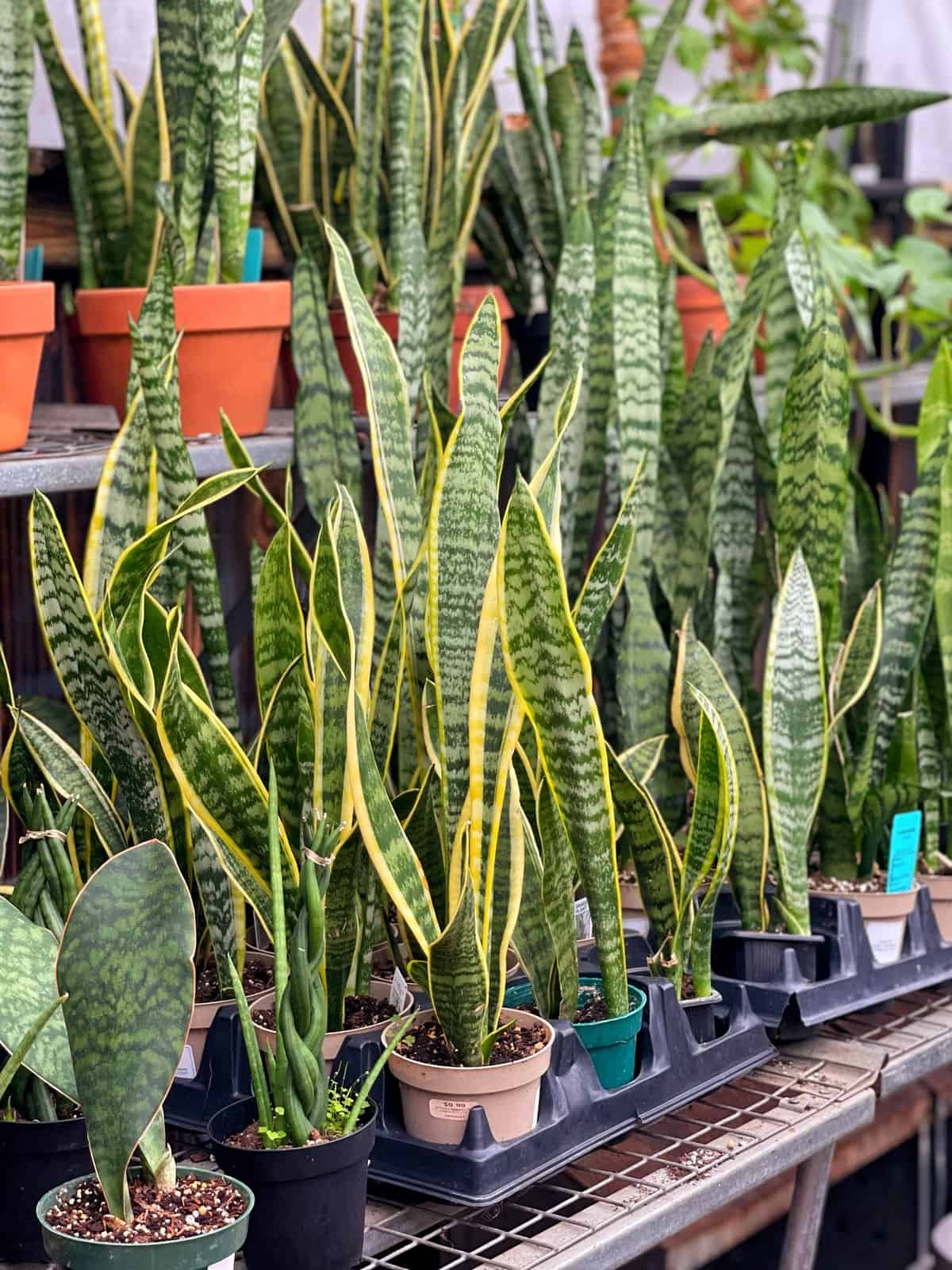 <p>Sansevieria, Mother-in-law’s Tongue, Snake Plant</p>