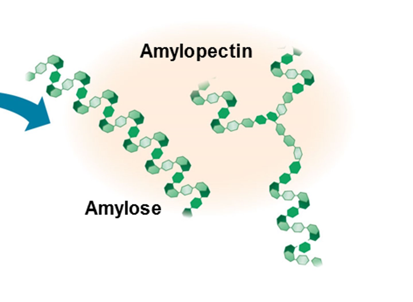 <p>It has side branches so enzymes can breakdown the glycosidic easily</p>