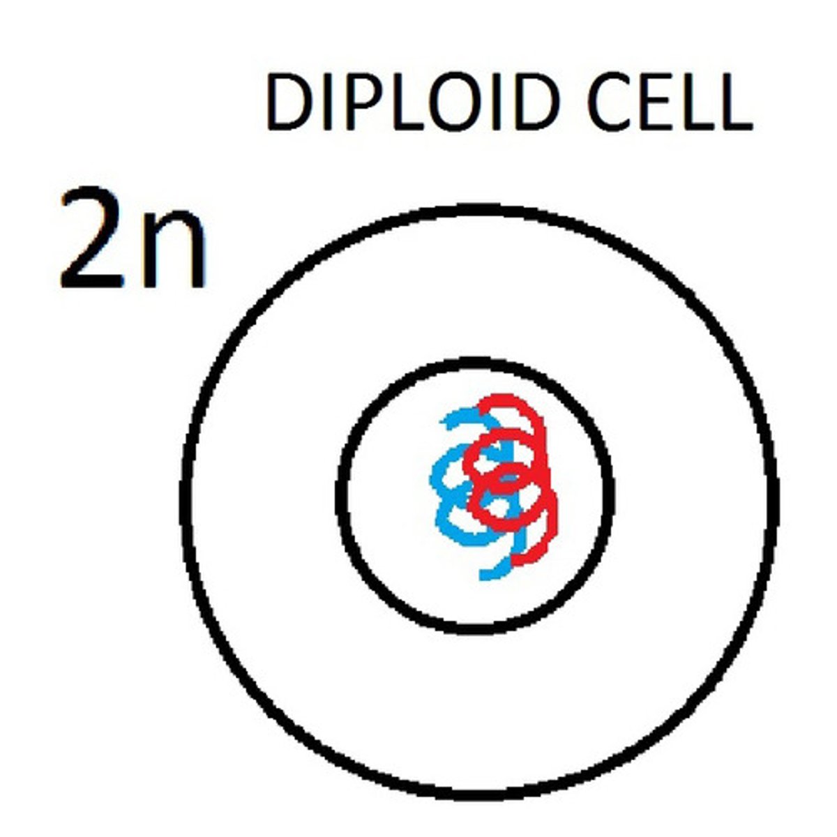 <p>A cell that contains two sets of chromosomes; one inherited from the mother and one inherited from the father. Most body cells (nerve, brain, muscle, skin, etc.) are considered diploid cells.</p>