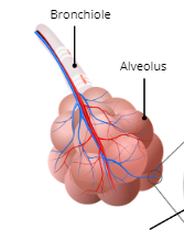 Alveoli