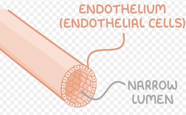 <ul><li><p>exchange substances between the blood and body tissues (site of metabolic exchange)</p></li><li><p>smallest blood vessel</p></li><li><p>one cell thick walls &gt; minimises diffusion distance to optimise rate of gas exchange</p></li><li><p>highly branched/large surface area &gt; optimises rate of gas exchange </p></li><li><p>narrow diameter &gt; flattens red blood cells against the side of the capillary, decreasing diffusion distance to optimise rate of gas exchange</p></li><li><p>narrow lumen &gt; blood flow slows down, allowing more time for diffusion </p></li></ul><p></p>