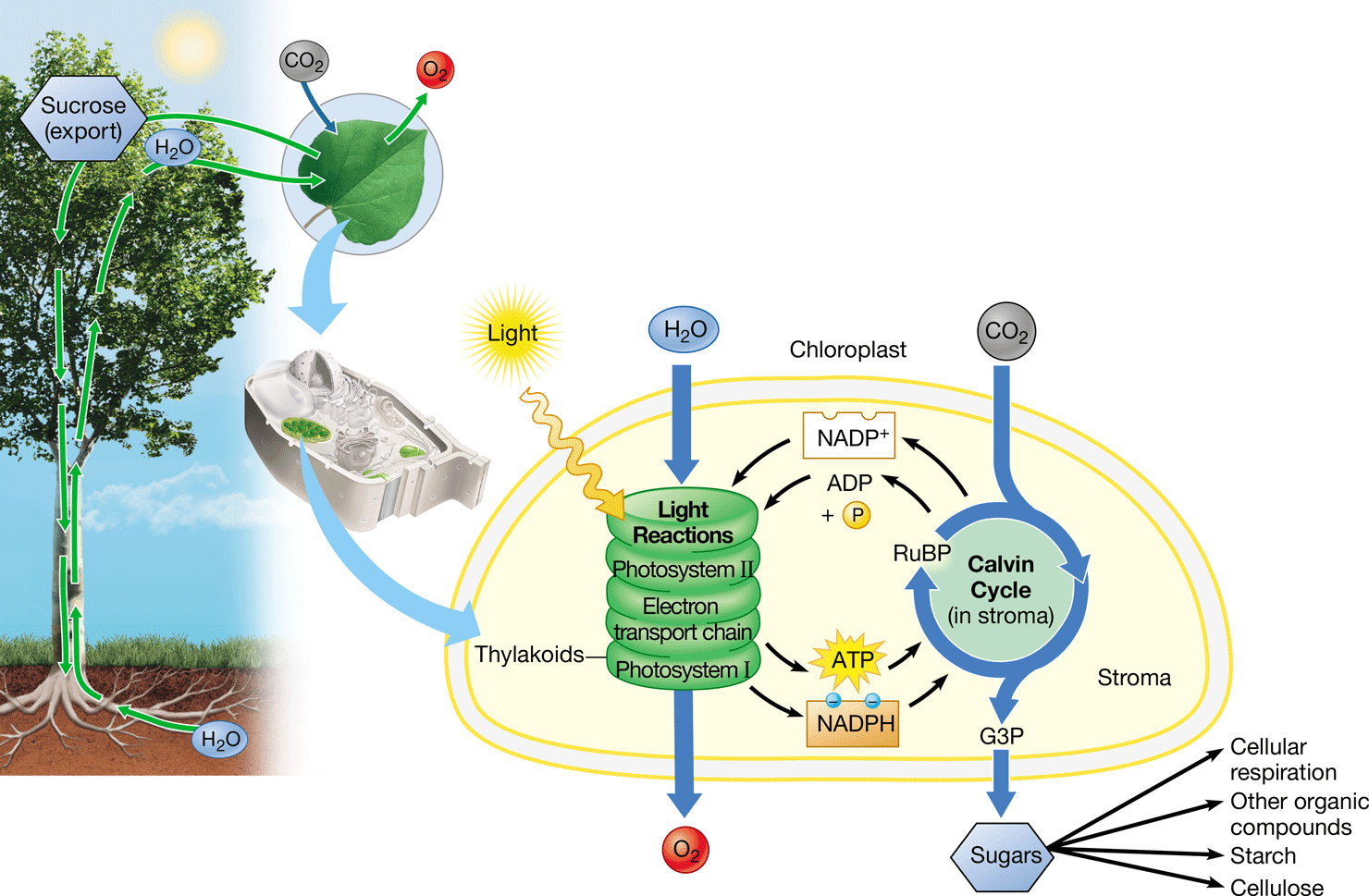 <ul><li><p>6CO2 + 6H2O → C6H12O6 + 6O2</p></li><li><p>Process in which solar energy is used to convert CO2 &amp; H2O into glucose &amp; O2</p></li><li><p>Occurs in the chloroplast of plants &amp; algae &amp; some protists &amp; prokaryotes</p></li><li><p>CO2 becomes reduced to glucose after H2O is oxidized</p><ul><li><p>Electrons are transferred along with H+</p></li></ul></li></ul>