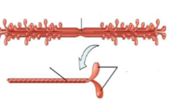 <p>Identify </p>