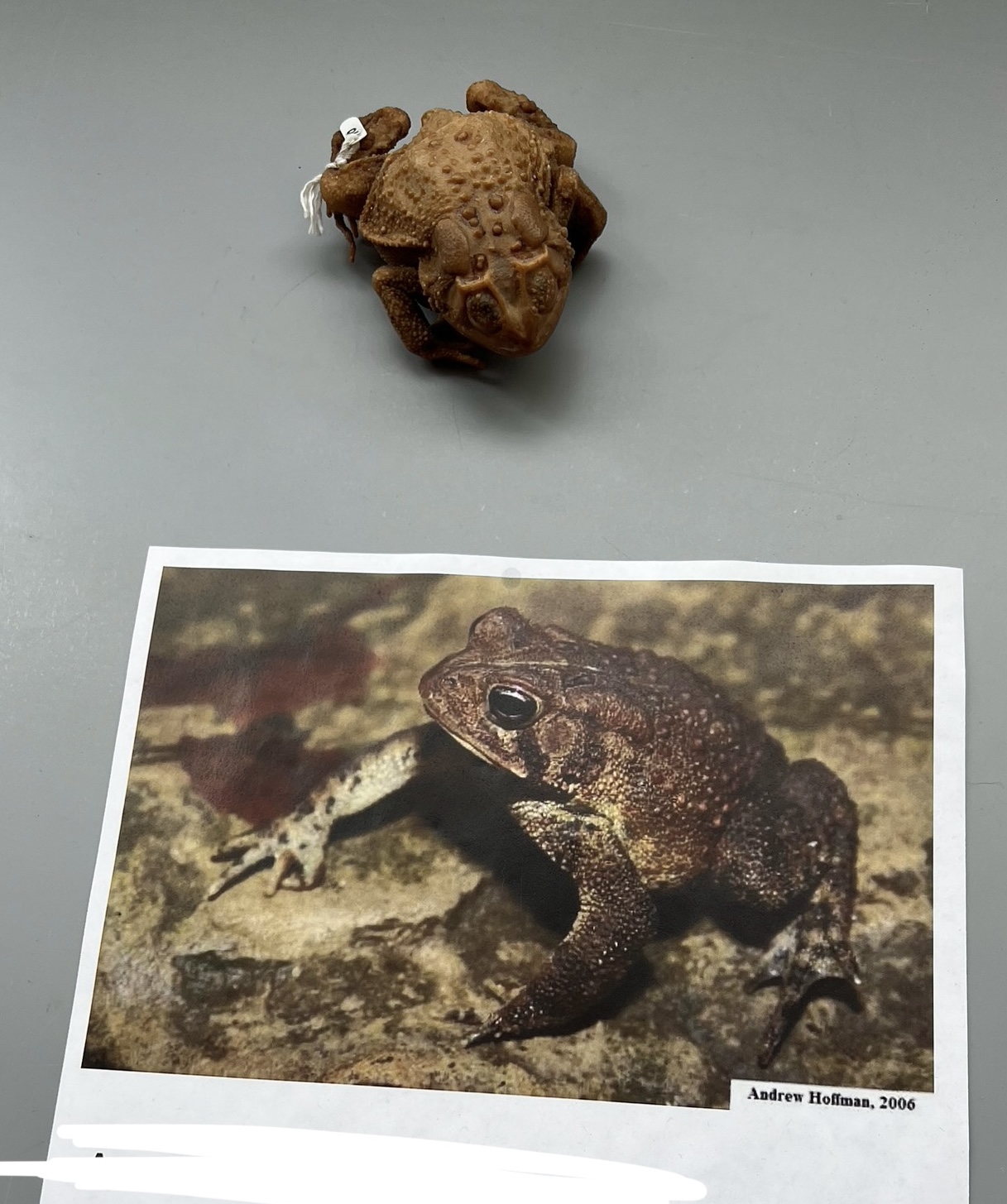 <p>What are the common and scientific names of this animal?</p>