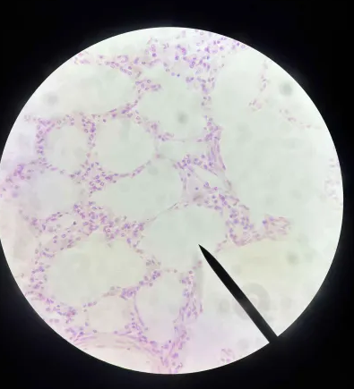 <p>Where is this tissue from?</p>