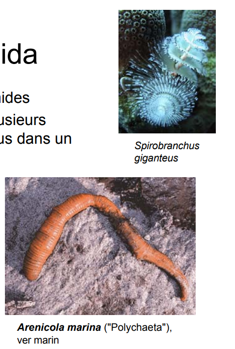 <p>13’000 espèces, habitats hummides</p><p>densité très élevée d’individus (plusieurs centaines de miliers d’individus dans un mètre ² de sol forestier</p><p>on les connait plutôt dans les sols mais il y en a aussi dans l’eau</p><p>peuvent être très grand : <em>megascolides australis</em> jusqu’à 4m</p>