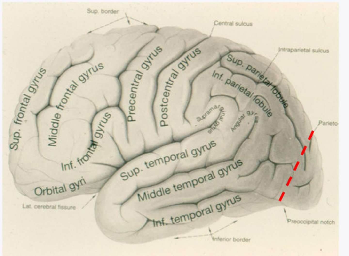 <p>Where is the occipital lobe located in a lateral view of the brain?</p>