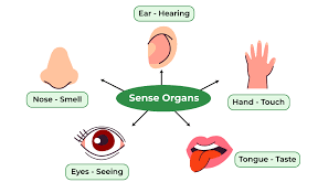 <p>specialised organs containing sensory receptors</p>