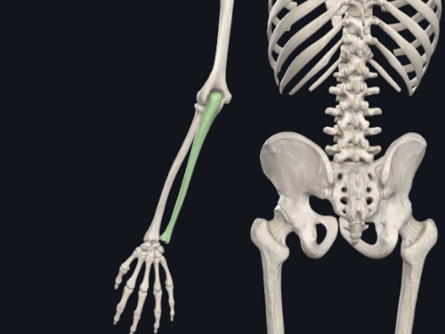 <p>Identify the bone indicated in green:</p>