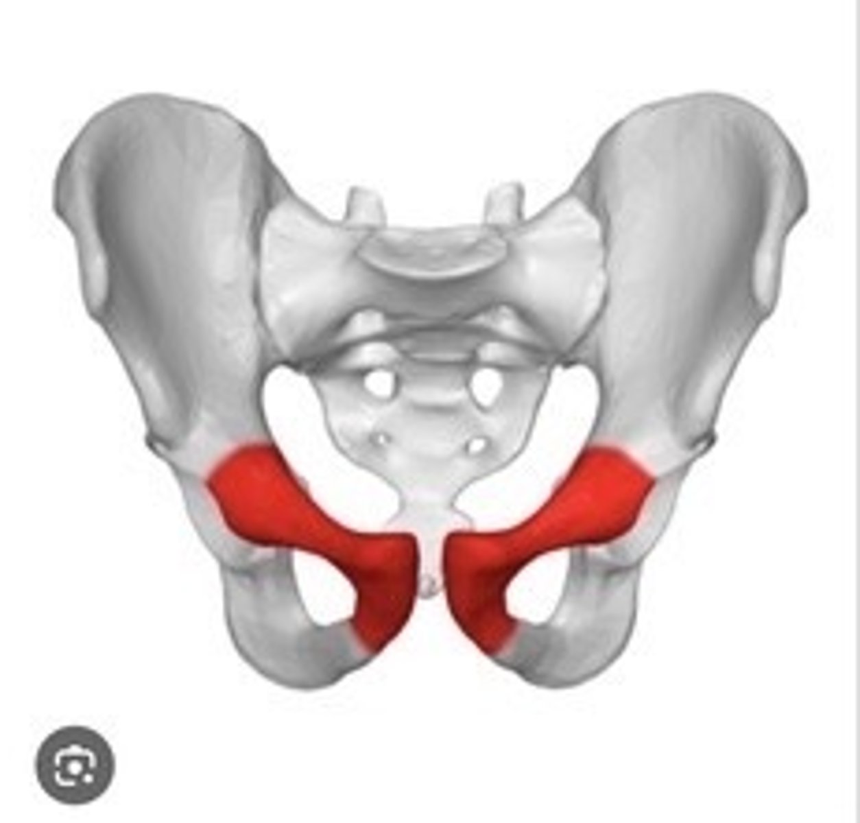 <p>anterior part of the coxal bone</p>