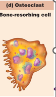 <p>break down the matrix</p><ul><li><p>breaks down the bone for calcium </p></li></ul><ul><li><p>bone resorbing cell</p></li></ul>